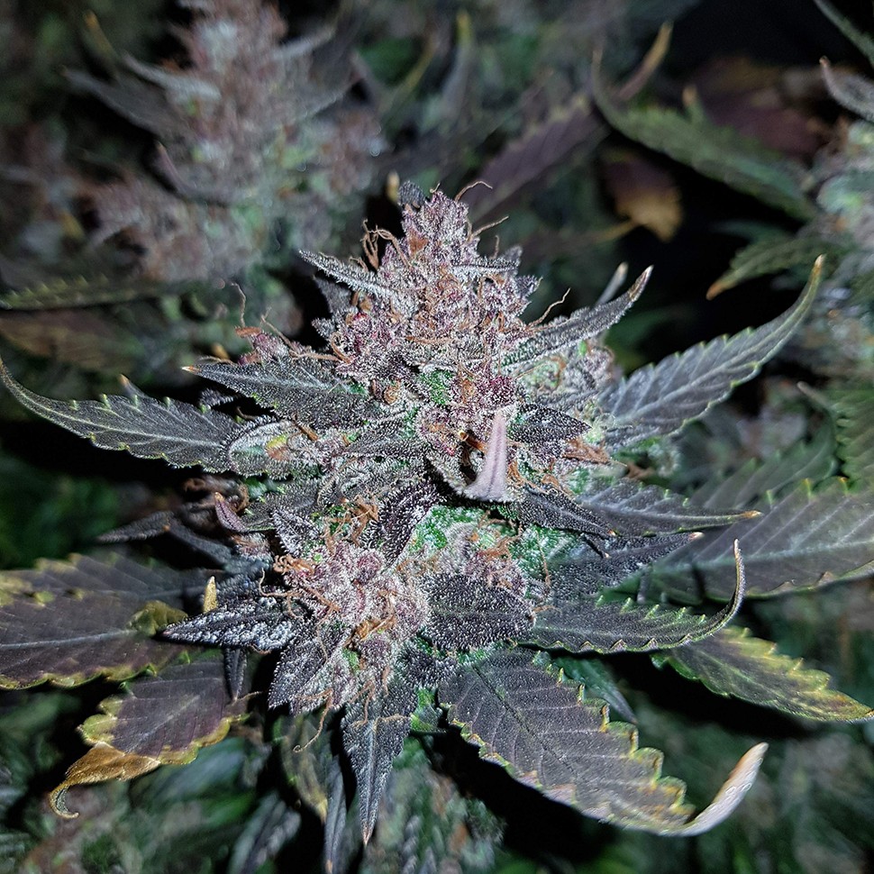 купить урожайные семена конопли Auto Dark Devil feminised купить урожайные семена конопли Auto Dark Devil feminised
