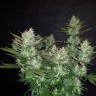 купить качественные семена конопли Auto Dark Devil feminised купить качественные семена конопли Auto Dark Devil feminised