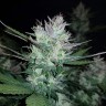 купить семена конопли феминизированные Auto Dark Devil feminised купить семена конопли феминизированные Auto Dark Devil feminised