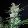 купить семена сортовой конопли Auto Dark Devil feminised купить семена сортовой конопли Auto Dark Devil feminised