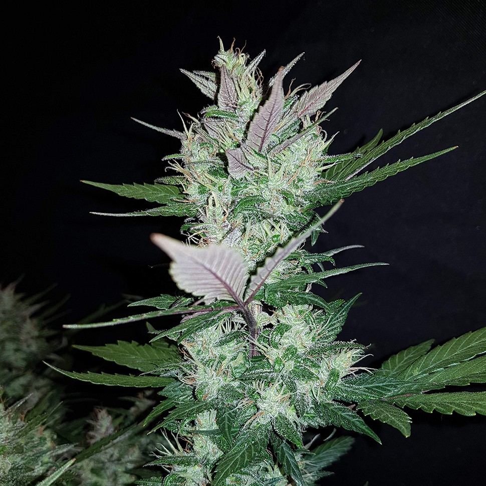 купить семена сортовой конопли Auto Dark Devil feminised купить семена сортовой конопли Auto Dark Devil feminised