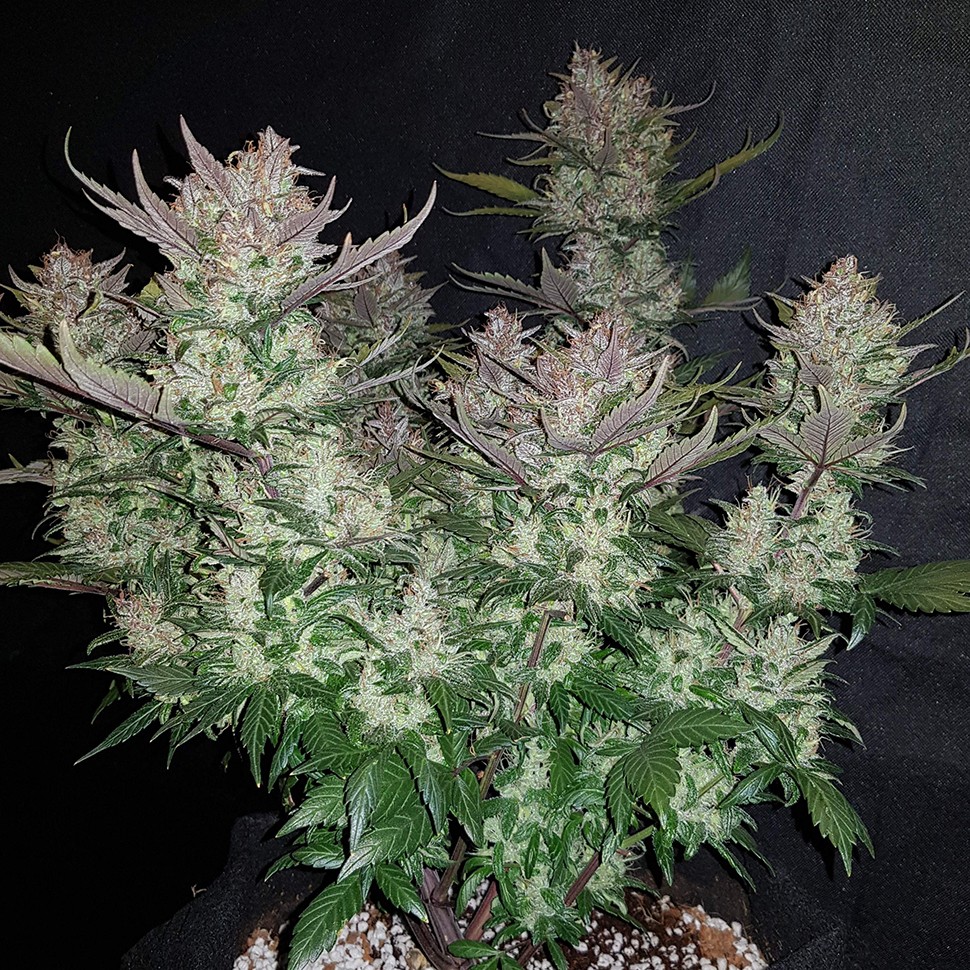 Семена  Auto Dark Devil feminised Ganja Seeds