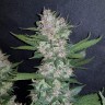 купить мощные семена конопли Auto Dark Devil feminised купить мощные семена конопли Auto Dark Devil feminised