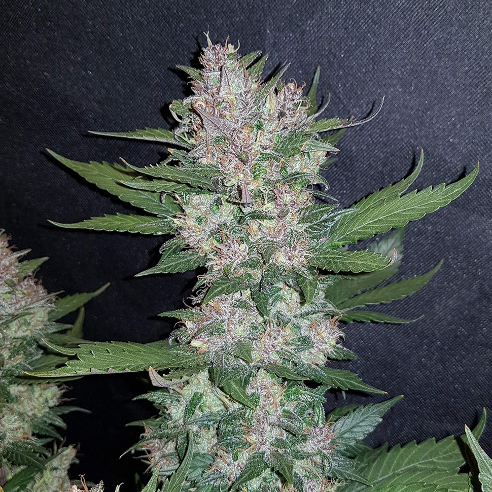 купить мощные семена конопли Auto Dark Devil feminised купить мощные семена конопли Auto Dark Devil feminised