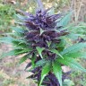 купить семена конопли дешево Auto Dark Devil feminised купить семена конопли дешево Auto Dark Devil feminised