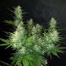 купить семена конопли марихуаны Auto Dark Devil feminised купить семена конопли марихуаны Auto Dark Devil feminised