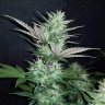 заказать семена конопли Auto Dark Devil feminised заказать семена конопли Auto Dark Devil feminised