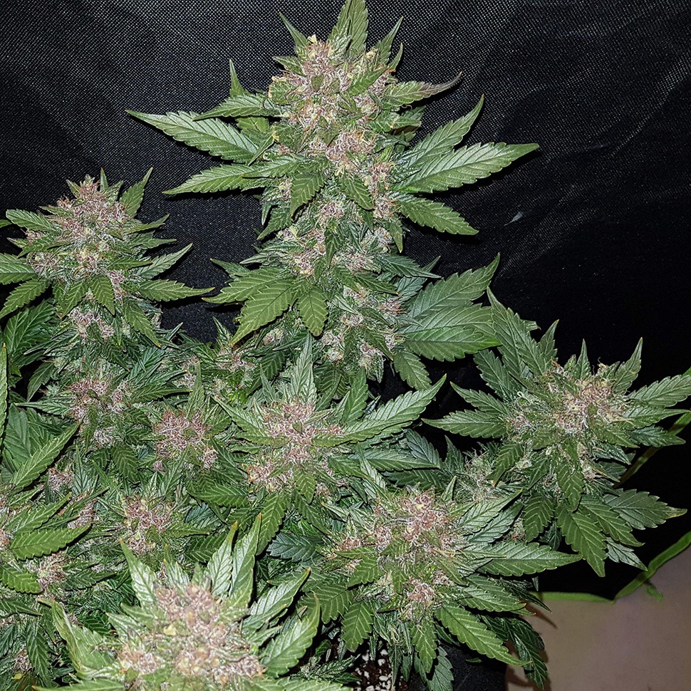 заказ семян конопли Auto Dark Devil feminised заказ семян конопли Auto Dark Devil feminised