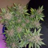 где заказать семена конопли Auto Dark Devil feminised где заказать семена конопли Auto Dark Devil feminised