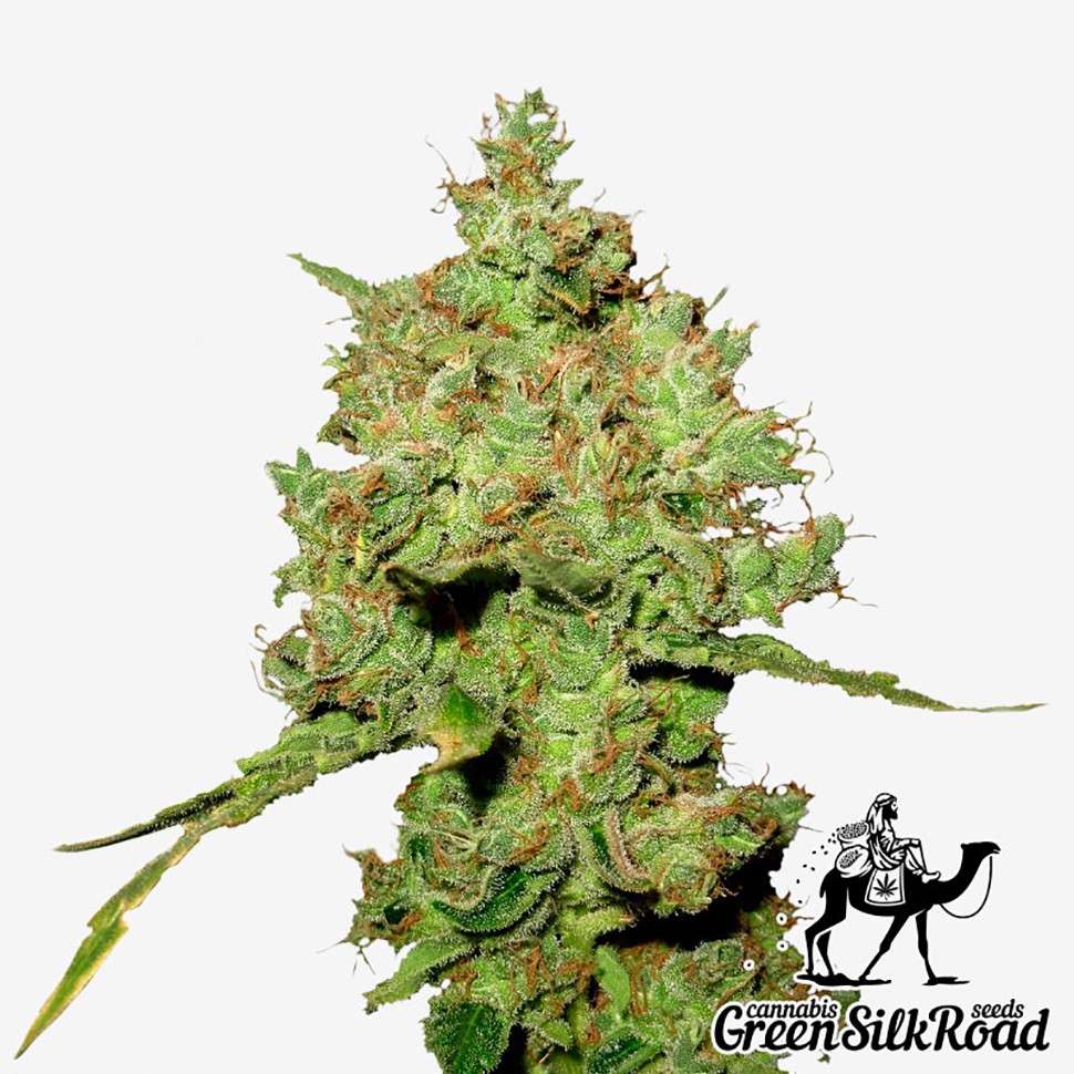 Семена ганжа  Amnesia feminised Green Silk Road Seeds