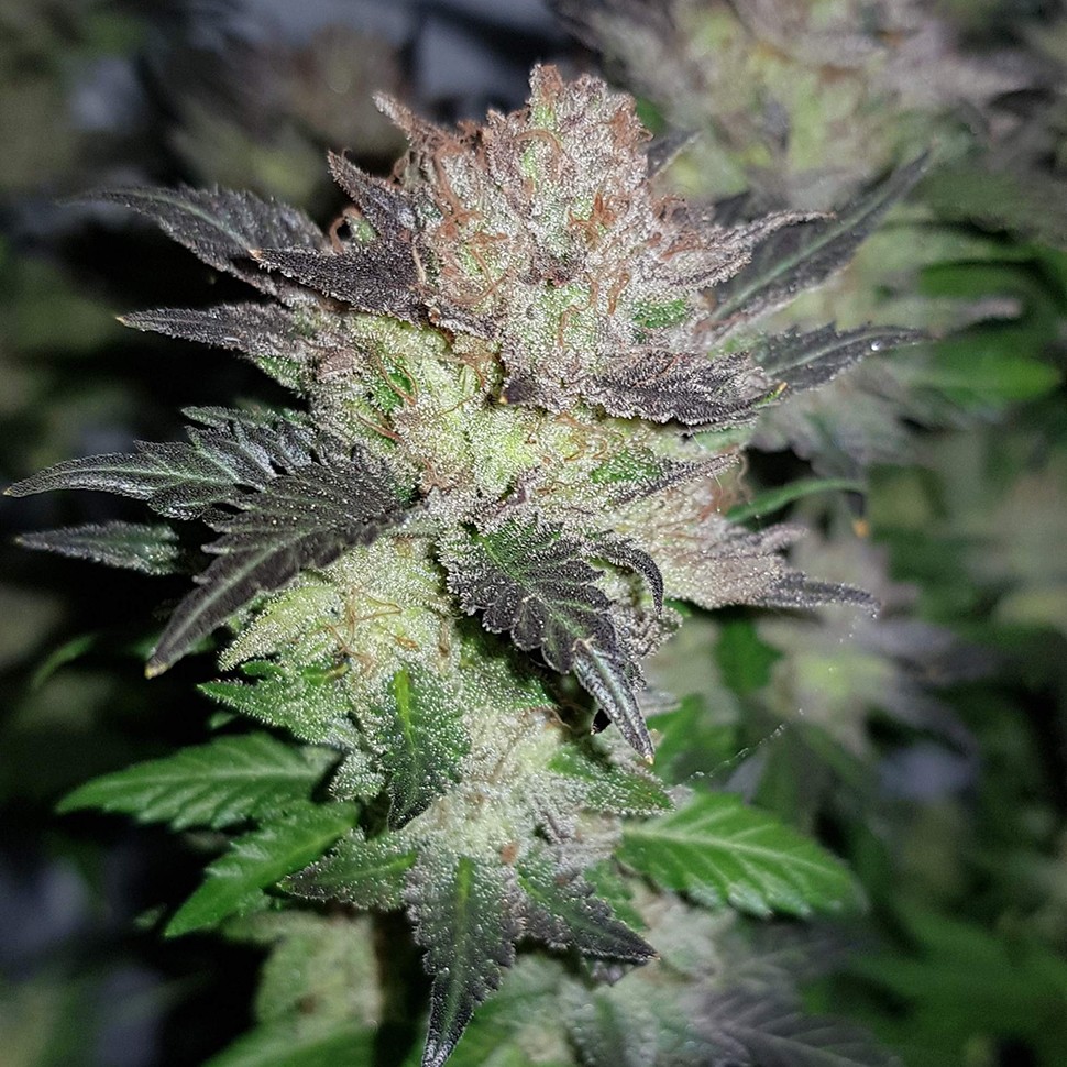 Семена марихуаны  Auto Critical CBD feminised Ganja Seeds