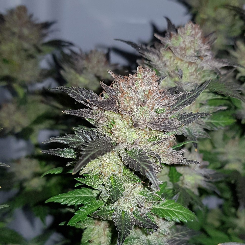 купить семена конопли в оригинальных упаковках Auto Critical CBD feminised купить семена конопли в оригинальных упаковках Auto Critical CBD feminised