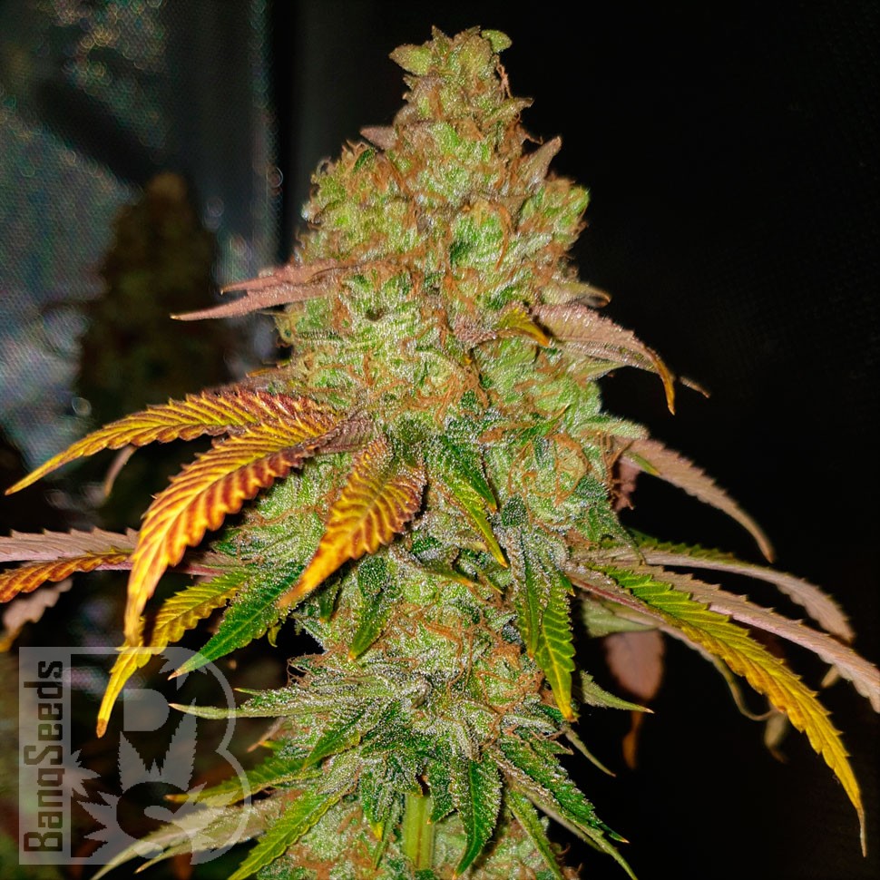 Семена конопли  Bad Azz Kush feminised Ganja Seeds