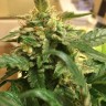 Семена ганжа  Sevilla Cheese feminised Ganja Seeds Семена ганжа  Sevilla Cheese feminised Ganja Seeds