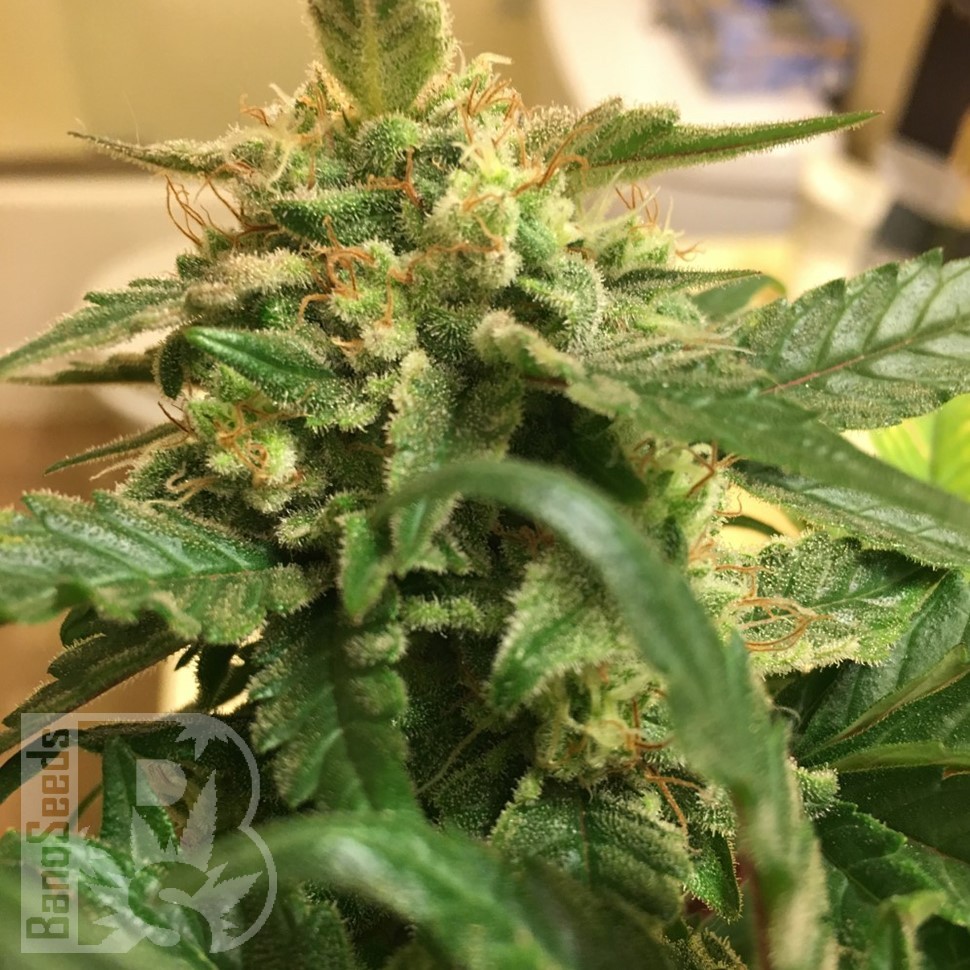 Семена ганжа  Sevilla Cheese feminised Ganja Seeds