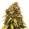 Семена ганжа  Sevilla Cheese feminised Ganja Seeds Семена ганжа  Sevilla Cheese feminised Ganja Seeds