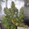 купить семена конопли  Auto Blueberry feminised купить семена конопли  Auto Blueberry feminised