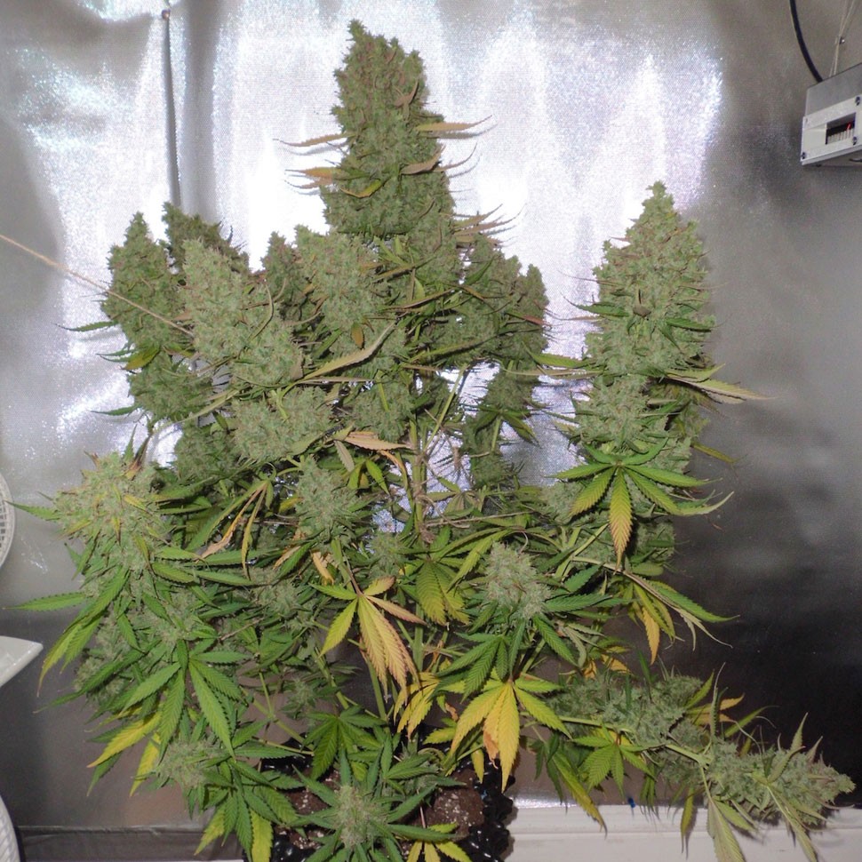 купить семена конопли  Auto Blueberry feminised купить семена конопли  Auto Blueberry feminised