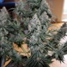 купить семена конопли в фирменной упаковке  Auto Blueberry feminised купить семена конопли в фирменной упаковке  Auto Blueberry feminised