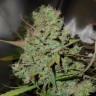 купить семена конопли медицинской  Auto Blueberry feminised купить семена конопли медицинской  Auto Blueberry feminised