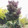купить семена конопли курьером  Auto Blueberry feminised купить семена конопли курьером  Auto Blueberry feminised