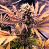 купить семена конопли индика  Auto Blueberry feminised купить семена конопли индика  Auto Blueberry feminised