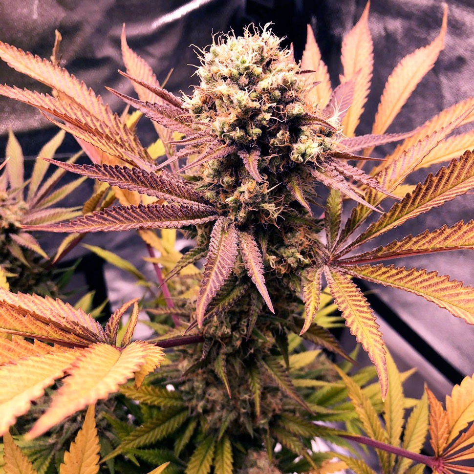 купить семена конопли индика  Auto Blueberry feminised купить семена конопли индика  Auto Blueberry feminised