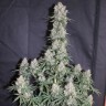 заказать семена конопли  Auto Blueberry feminised заказать семена конопли  Auto Blueberry feminised
