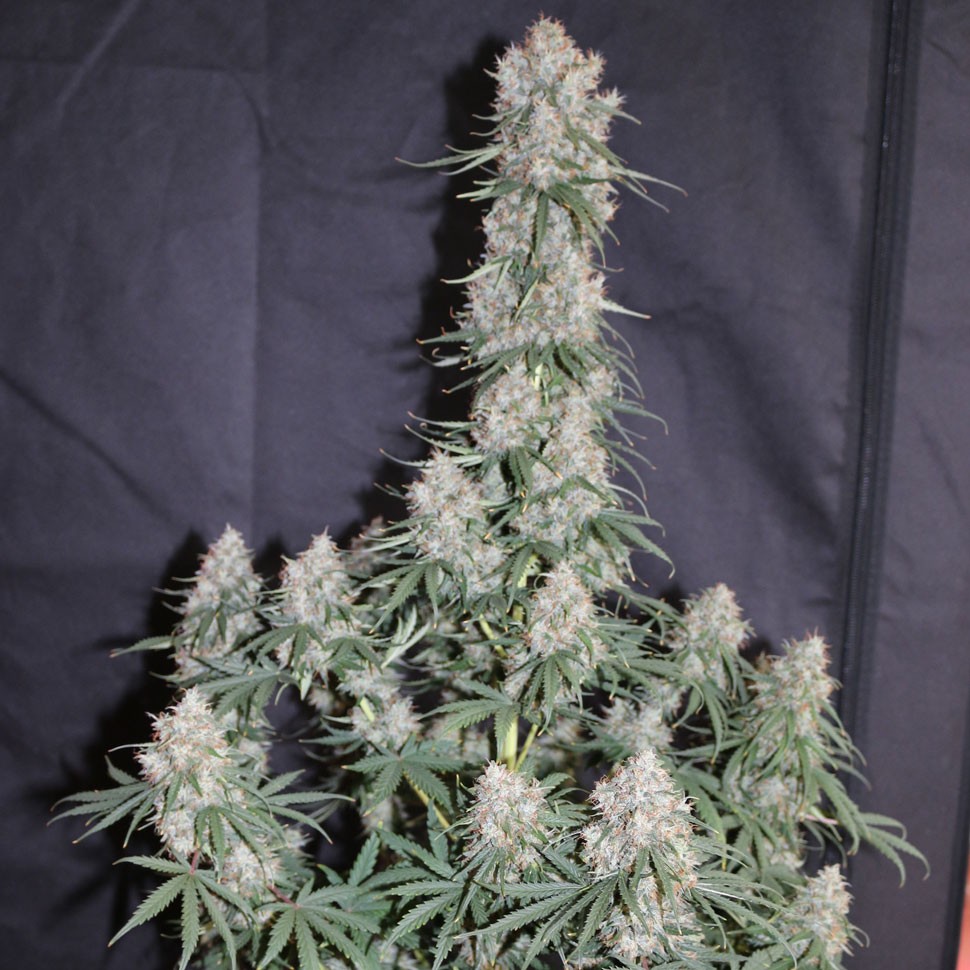 заказать семена конопли  Auto Blueberry feminised заказать семена конопли  Auto Blueberry feminised