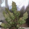 заказ семян конопли Auto Blueberry feminised заказ семян конопли Auto Blueberry feminised