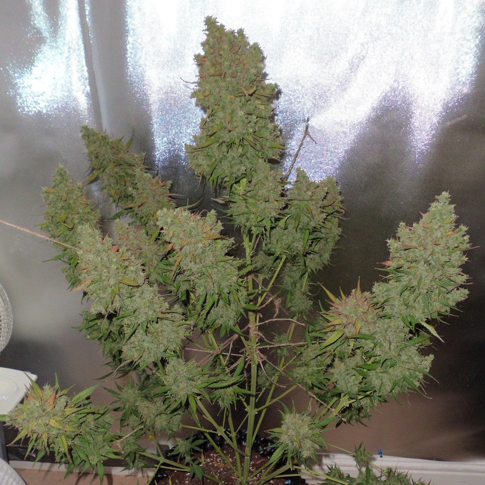 Семена ганжа  Auto Blueberry feminised Ganja Seeds