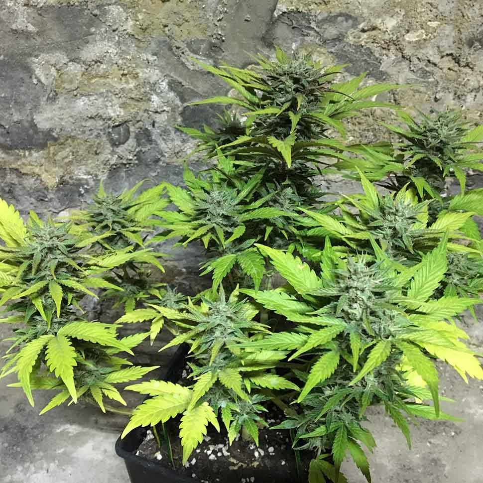 Семена каннабиса  Auto Trojan regular Ganja Seeds