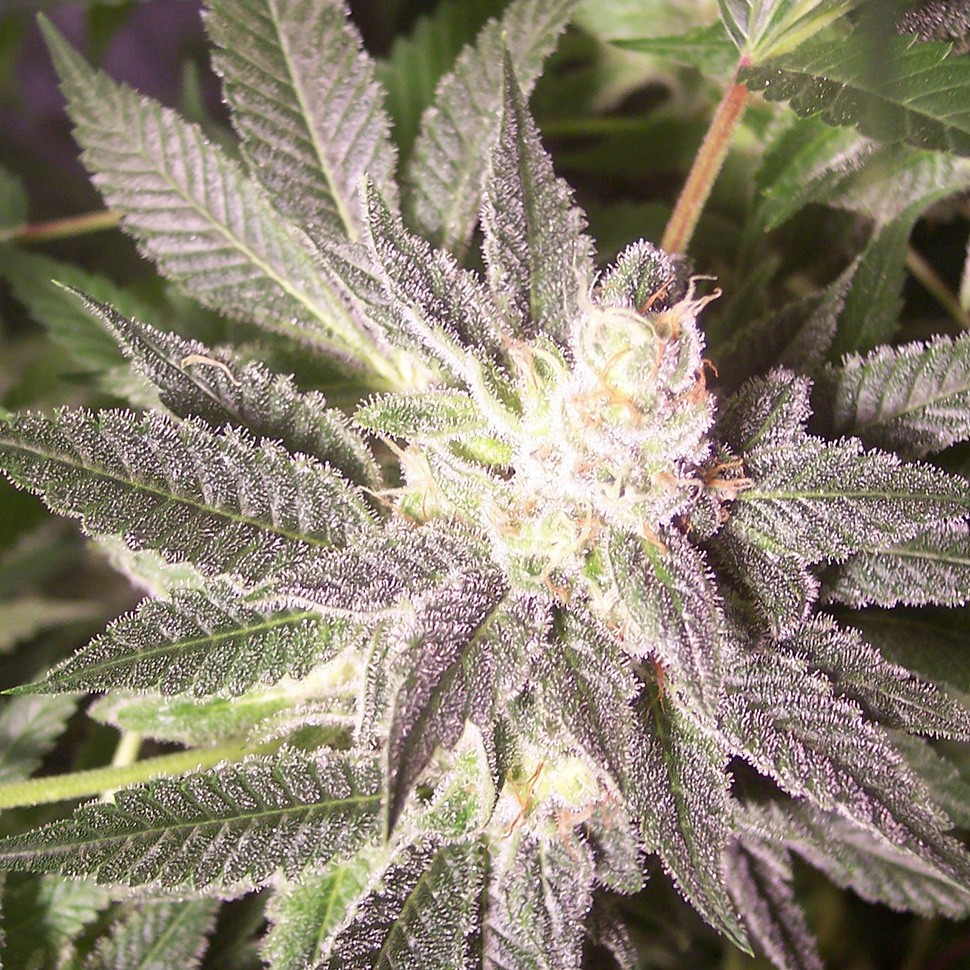 Семена конопли  Auto Goverla regular Ganja Seeds