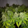 семена конопли марихуаны Auto Caramelino feminised Victory Seeds семена конопли марихуаны Auto Caramelino feminised Victory Seeds