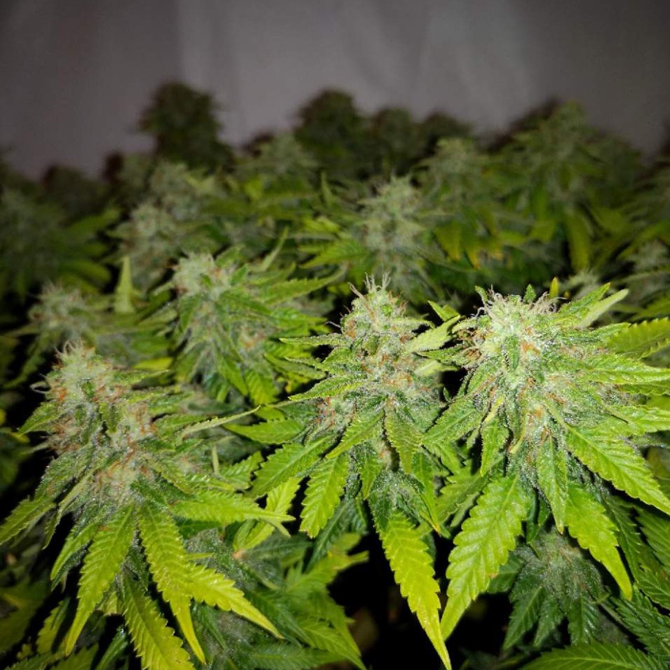 семена конопли марихуаны Auto Caramelino feminised Victory Seeds семена конопли марихуаны Auto Caramelino feminised Victory Seeds