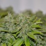 семена конопли аутдор Auto Caramelino feminised Victory Seeds семена конопли аутдор Auto Caramelino feminised Victory Seeds
