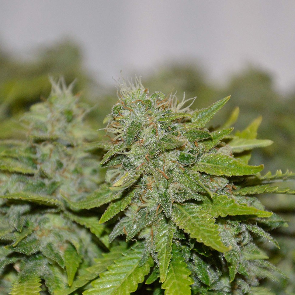 семена конопли аутдор Auto Caramelino feminised Victory Seeds семена конопли аутдор Auto Caramelino feminised Victory Seeds