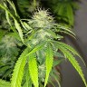 семена конопли почтой Auto Caramelino feminised Victory Seeds семена конопли почтой Auto Caramelino feminised Victory Seeds