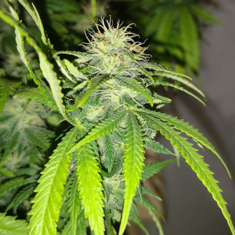 семена конопли почтой Auto Caramelino feminised Victory Seeds семена конопли почтой Auto Caramelino feminised Victory Seeds