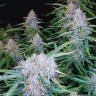 Семена ганжа  Auto Syrop feminised Ganja Seeds Семена ганжа  Auto Syrop feminised Ganja Seeds