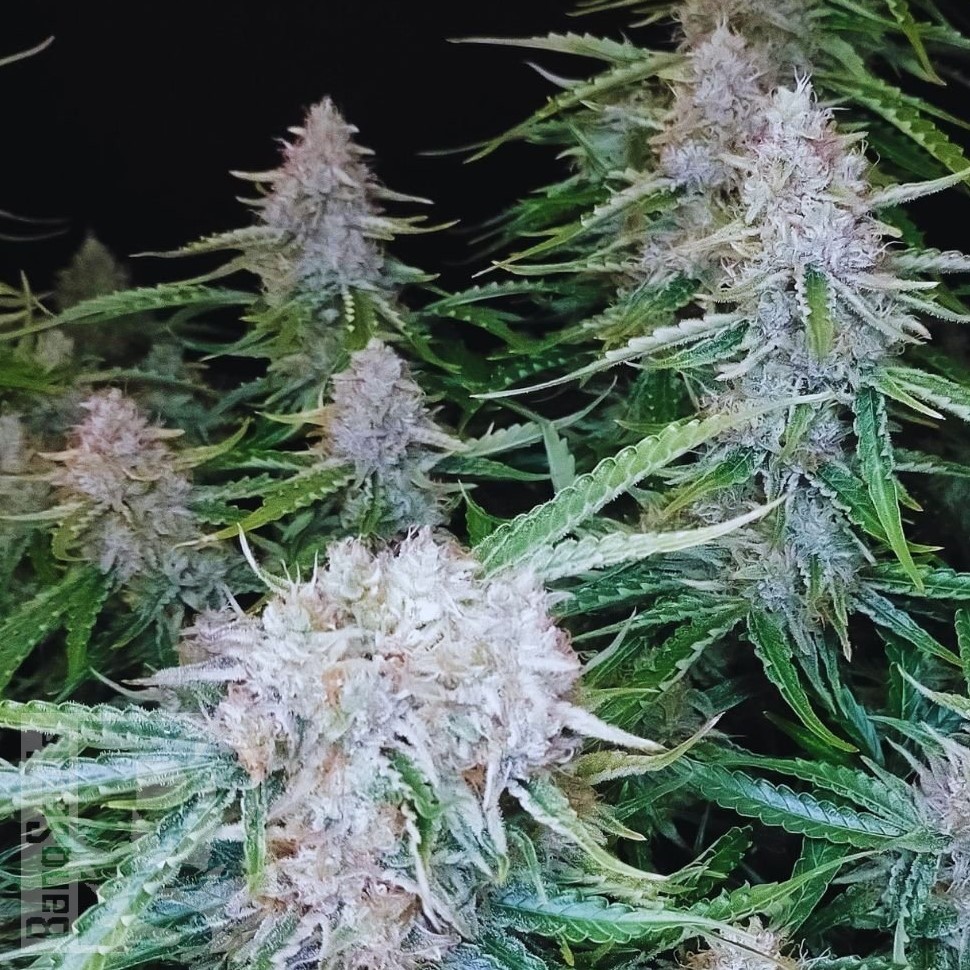 Семена ганжа  Auto Syrop feminised Ganja Seeds Семена ганжа  Auto Syrop feminised Ganja Seeds