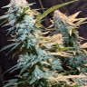 Семена ганжа  Auto Syrop feminised Ganja Seeds Семена ганжа  Auto Syrop feminised Ganja Seeds