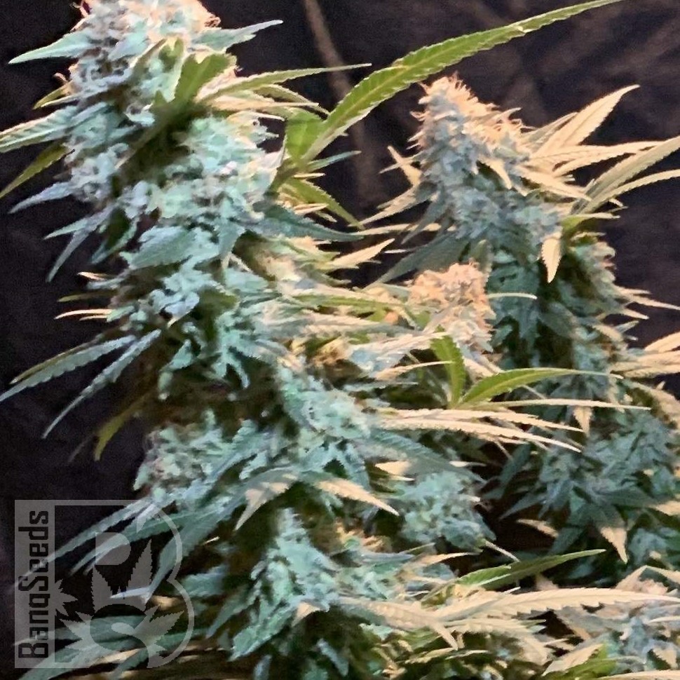 Семена ганжа  Auto Syrop feminised Ganja Seeds Семена ганжа  Auto Syrop feminised Ganja Seeds