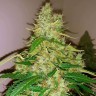 Семена ганжа  Auto Syrop feminised Ganja Seeds Семена ганжа  Auto Syrop feminised Ganja Seeds