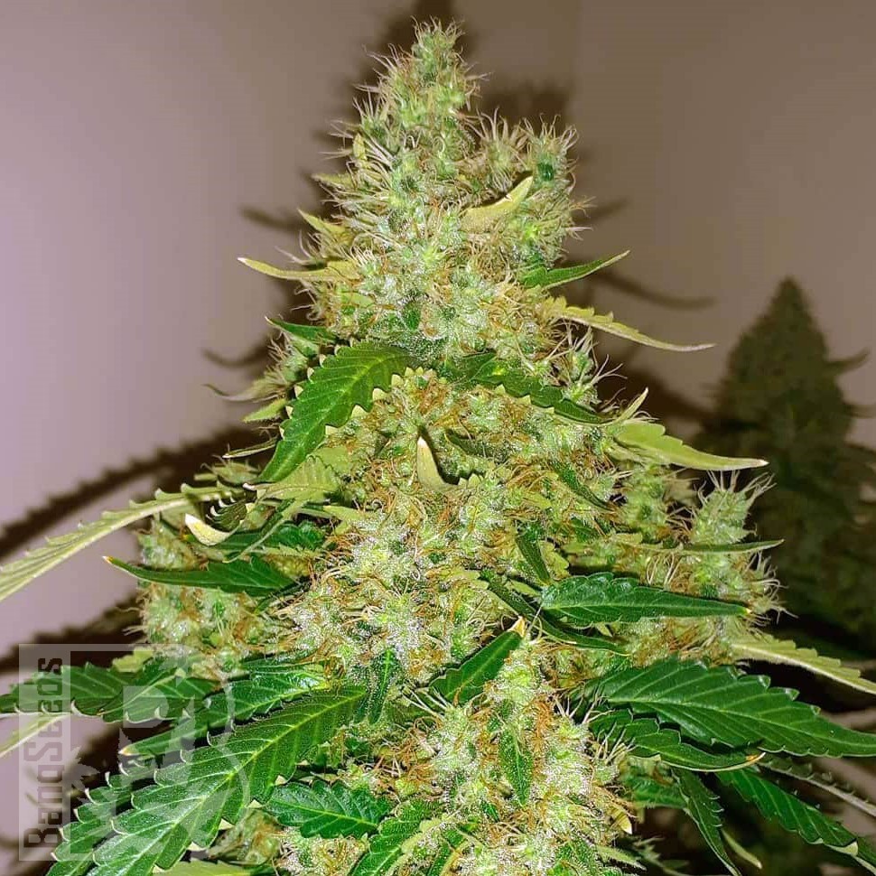 Семена ганжа  Auto Syrop feminised Ganja Seeds Семена ганжа  Auto Syrop feminised Ganja Seeds