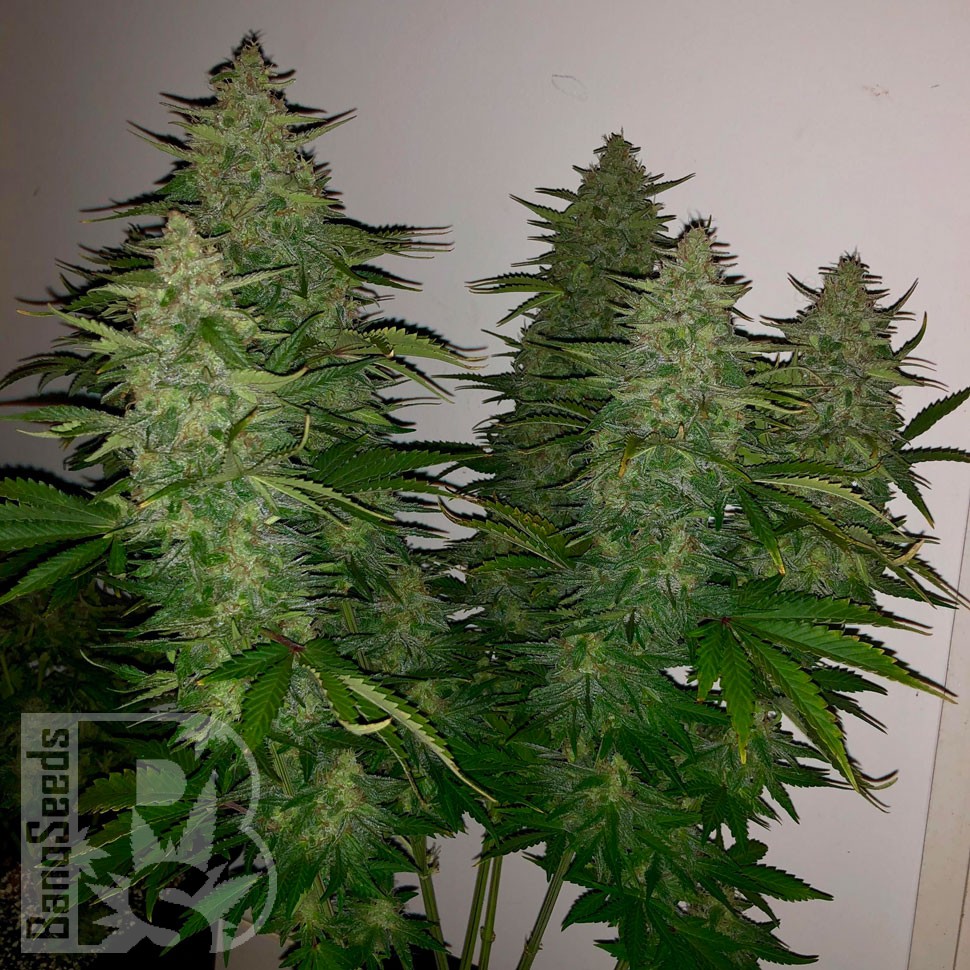 Семена ганжа  Royal Gorilla feminised Ganja Seeds