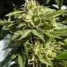 Семена конопли  Shaman feminised Ganja Seeds Семена конопли  Shaman feminised Ganja Seeds