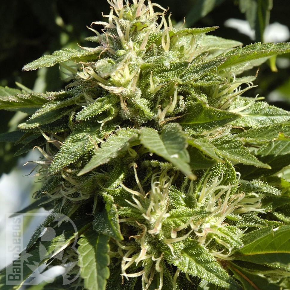 Семена конопли  Shaman feminised Ganja Seeds