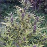 Семена конопли  Shaman feminised Ganja Seeds Семена конопли  Shaman feminised Ganja Seeds
