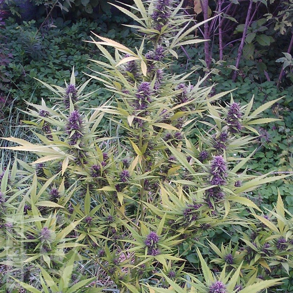 Семена конопли  Shaman feminised Ganja Seeds Семена конопли  Shaman feminised Ganja Seeds